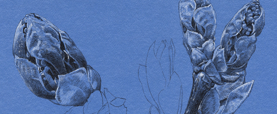 Drawing From Life